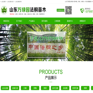 山东法桐苗